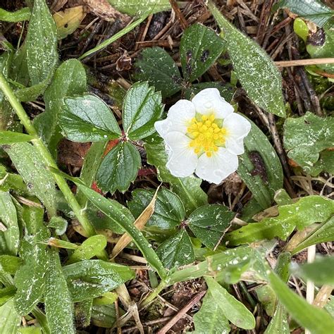 Fragaria chiloensis (Beach Strawberry) | Image taken at Neha… | Flickr