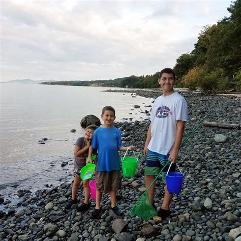 Seashell Flower Tutorial 的图像结果