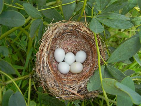 Lesser Goldfinch Nest