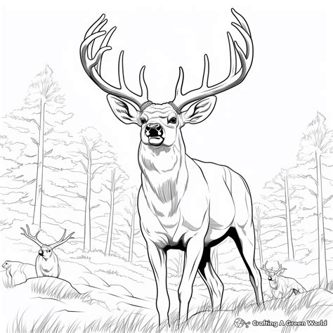 Big Buck Coloring Pages - Free & Printable!