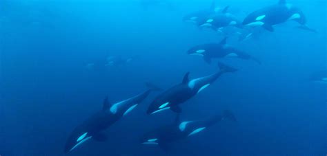 Orca Whale Pod Underwater Orca Whale Underwater Photos, Images