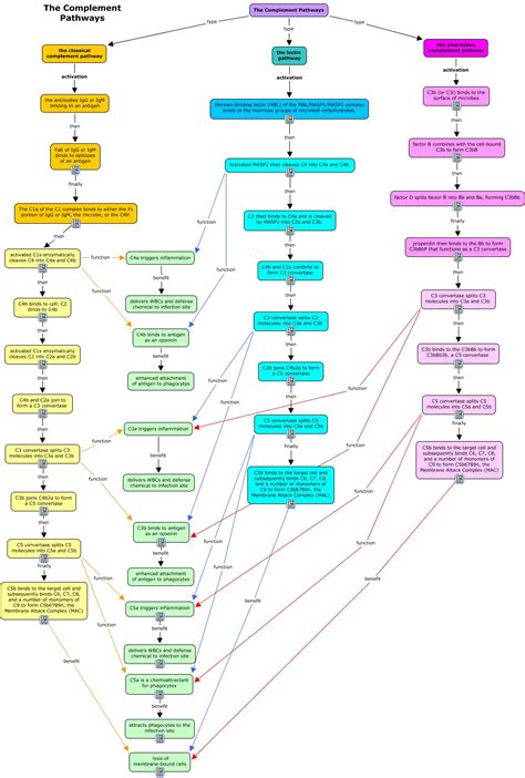 Image result for Complement Pathways
