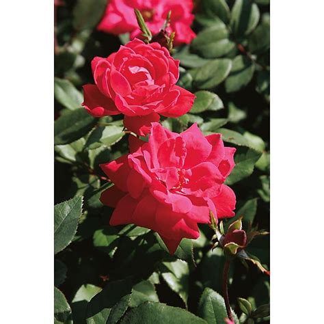 Lowe's Rose Flowering Shrub in 3.0 -Gallon Pot 1.0 -Pack with Red ...