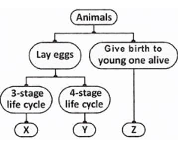 Study the classification table shown below.What could X, Y, Z represent ...