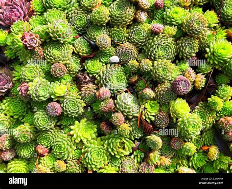 Hen And Chicks Plant High Resolution Stock Photography and Images - Alamy