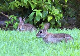 Image result for Wild Bunnies in Allentown