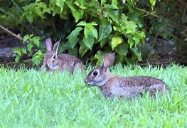 Image result for Minnesota Wild Bunnies Pictures