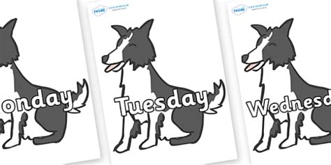 Days of the Week on Sheep Dogs (teacher made) - Twinkl