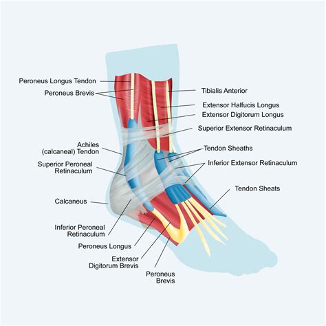 Superior Extensor Retinaculum