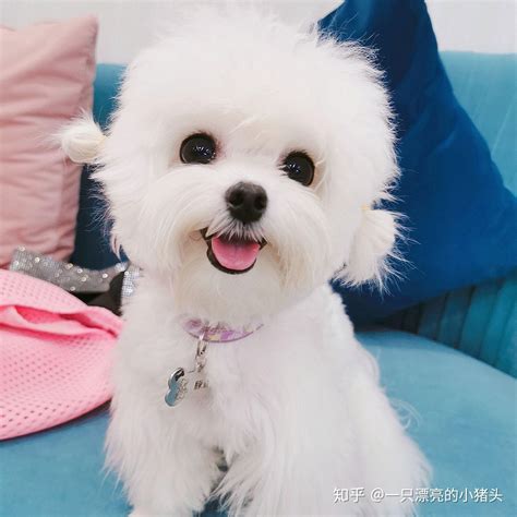 养一只马尔济斯是一种怎样的体验？ - 知乎