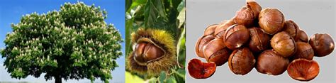 Image result for Dunstan Chestnut Tree Problems