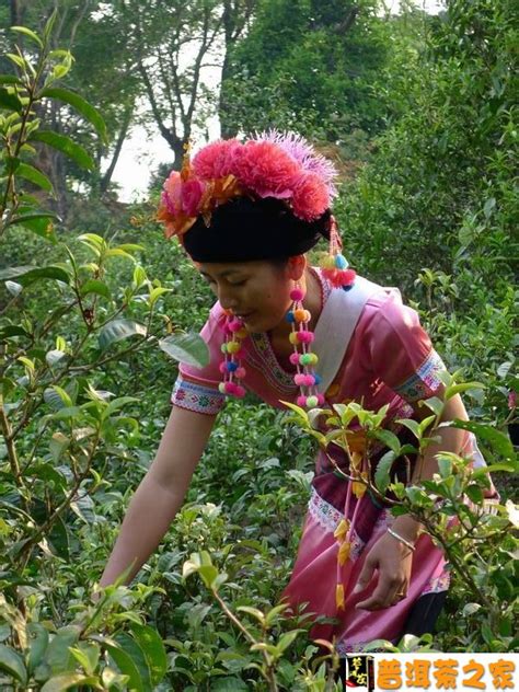 普洱茶与布朗族的历史文化渊源-普洱茶之家