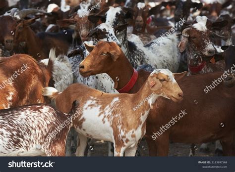 Spanish Goats