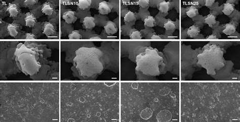 Trabecular Titanium for Orthopedic Applications: Balancing Antimicrobial with Osteoconductive ...
