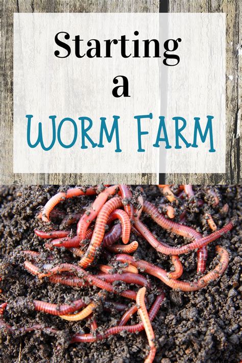 Basement Worm Farm 的图像结果