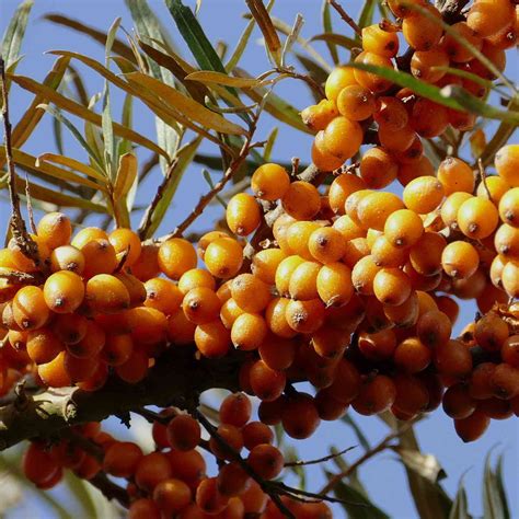 Sanddorn-Frau 'Leikora' - Hippophae rhamnoides kaufen