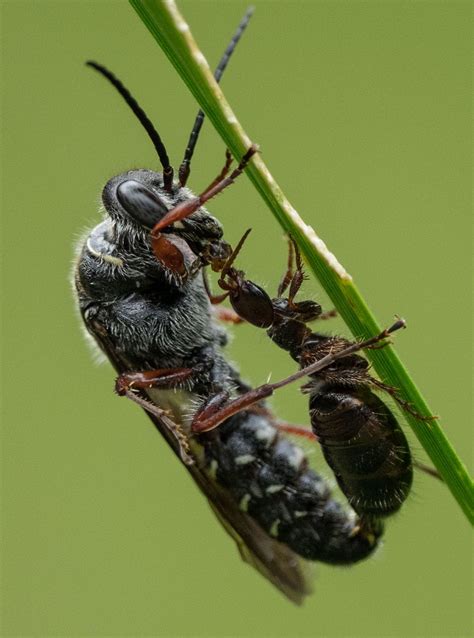 Great Black Wasp Nest
