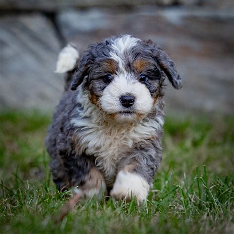 Miniature Bernedoodle Puppy - Atlas - Mountain View Bernedoodles