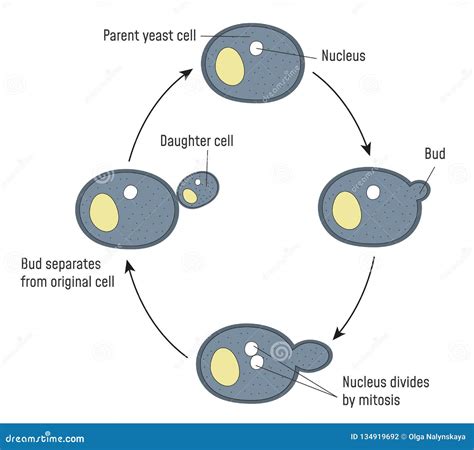 Reproduction in Yeast stock vector. Illustration of cerevisiae - 134919692