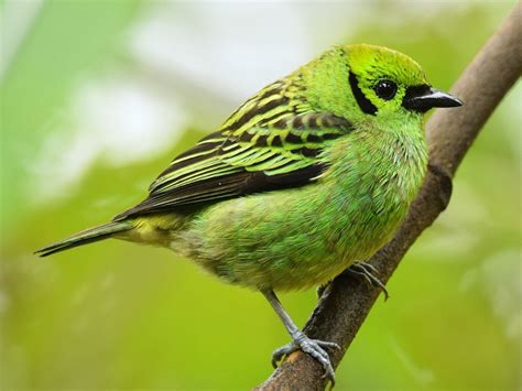 Emerald Tanager - eBird