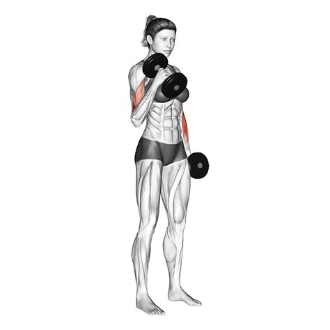 Dumbbell Bicep Curls: Benefits, Muscles Worked, and More - Inspire US