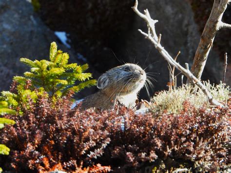 Wildlife in Hokkaido – Top 10 Animals to See in Japan