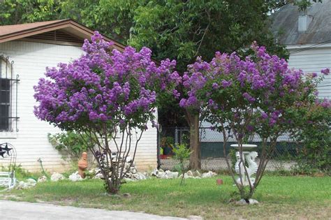 How to Grow a Crape Myrtle in San Diego