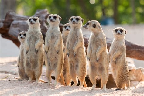 Meerkat Facts: Habitat, Behavior, Threats & Conservation
