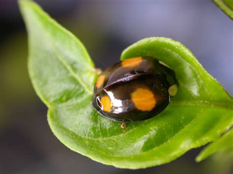 Baby Ladybugs Pictures