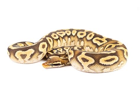 Python regius morphs | Terrariedjur.se