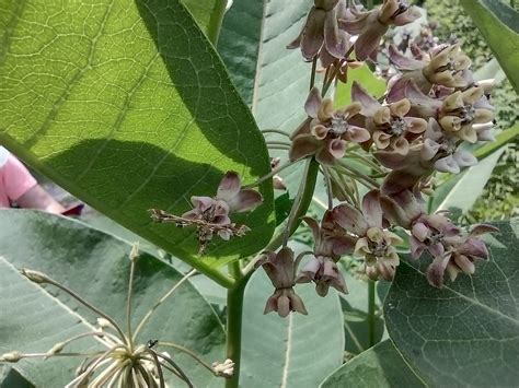 MAREN | Milkweed Adaptation Research and Education Network