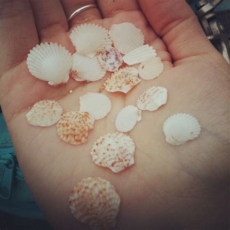 Image result for Finding Tropical Shells