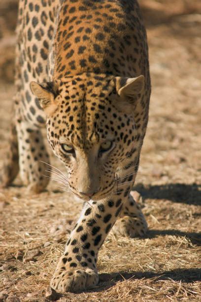 Leopard Gecko Patterns 的图像结果