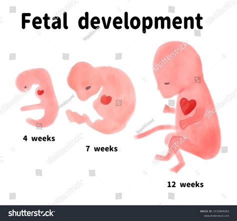 Human Fetus 4 Weeks