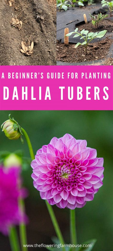 How To Plant Dahlia Tubers - The Flowering Farmhouse