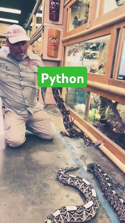 Image result for Boblb Python Snack