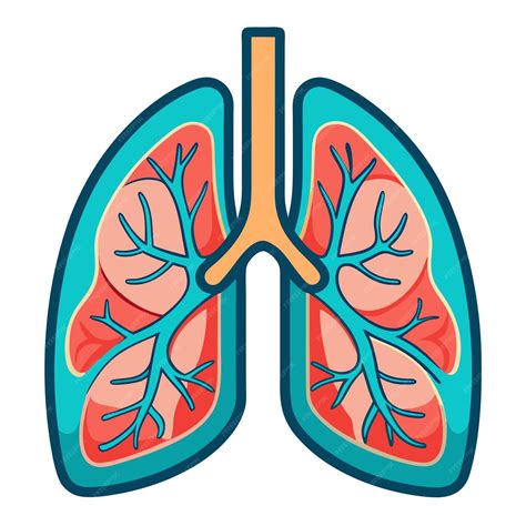 Human lung anatomy clipart vector art and illustration | Premium AI ...