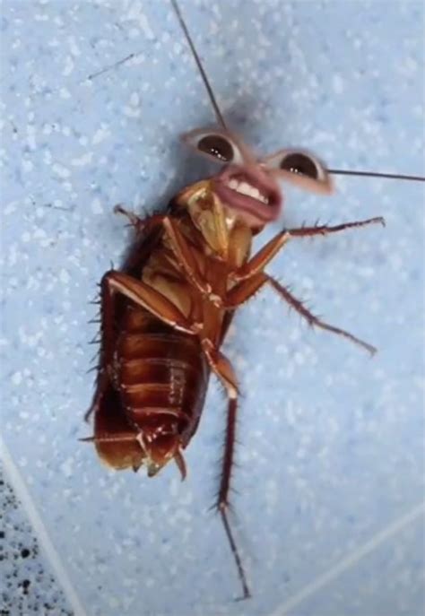 Cockroach Meme 的图像结果