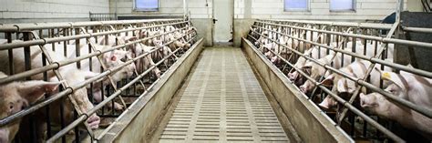 Poor Performance of Ready Meal Producers - FOUR PAWS International ...