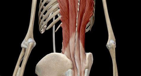 Lower Back 的图像结果