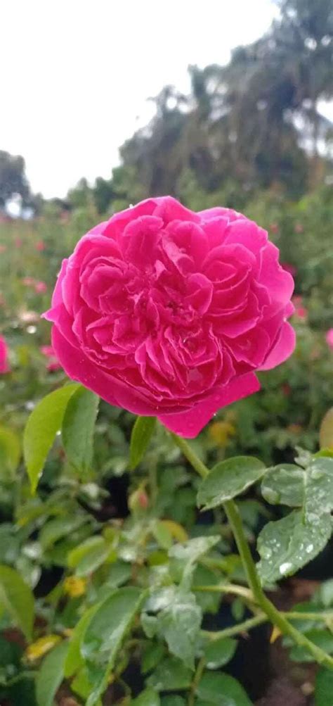 Damascus Rose - Scented Rose - Dark Pink Paneer Rose Plant – Padmam Nursery