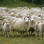 Image result for SHEEP