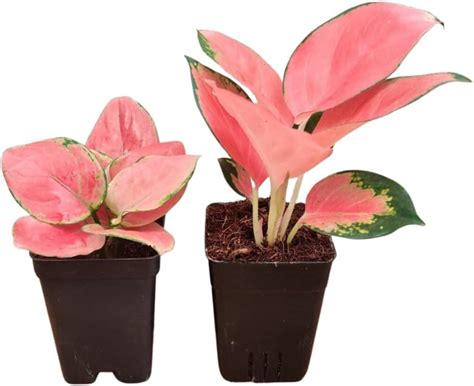 CAPPL Rare Imported Pink Ruby Aglaonema Live Plant (Pot Included ...