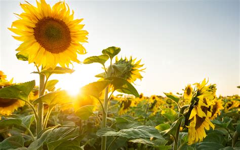 Download wallpaper the sun, sunflowers, nature, plants, section flowers ...