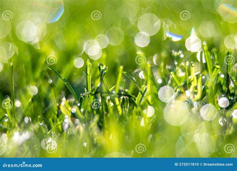 Early Morning Grass Dew on Back Yard Lawn Stock Photo - Image of garden ...