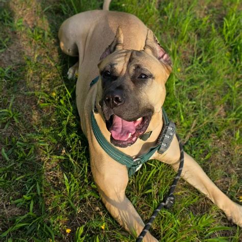 17 Dog Breeds with the Strongest Bites in the World - PawsMint