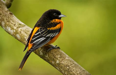 Renaissance Senior Center/South Econ Community Park | Orlando, FL | 52358