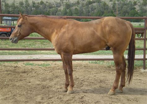 Red Dun Quarter Horse Stallion