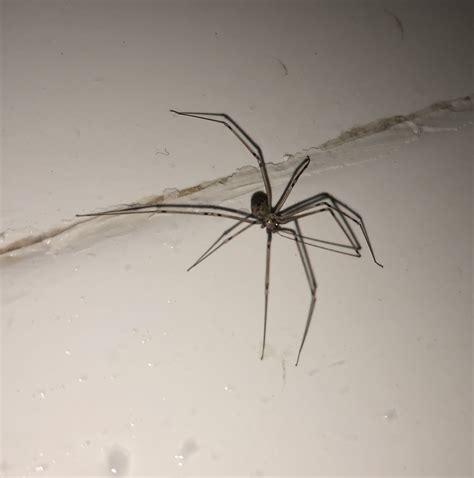 Pholcidae (Cellar Spiders) in Benson, Arizona United States