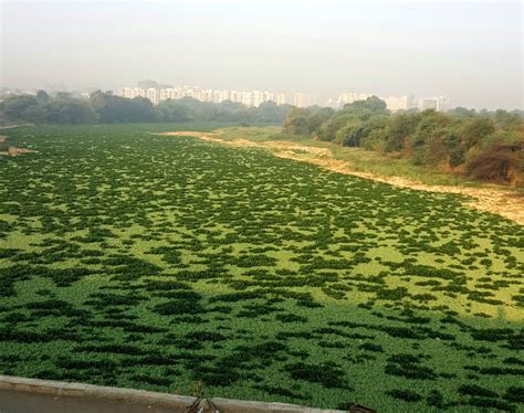 Consume more, Pollute more, Pay less, Ask for more Dams: Pune City’s ...